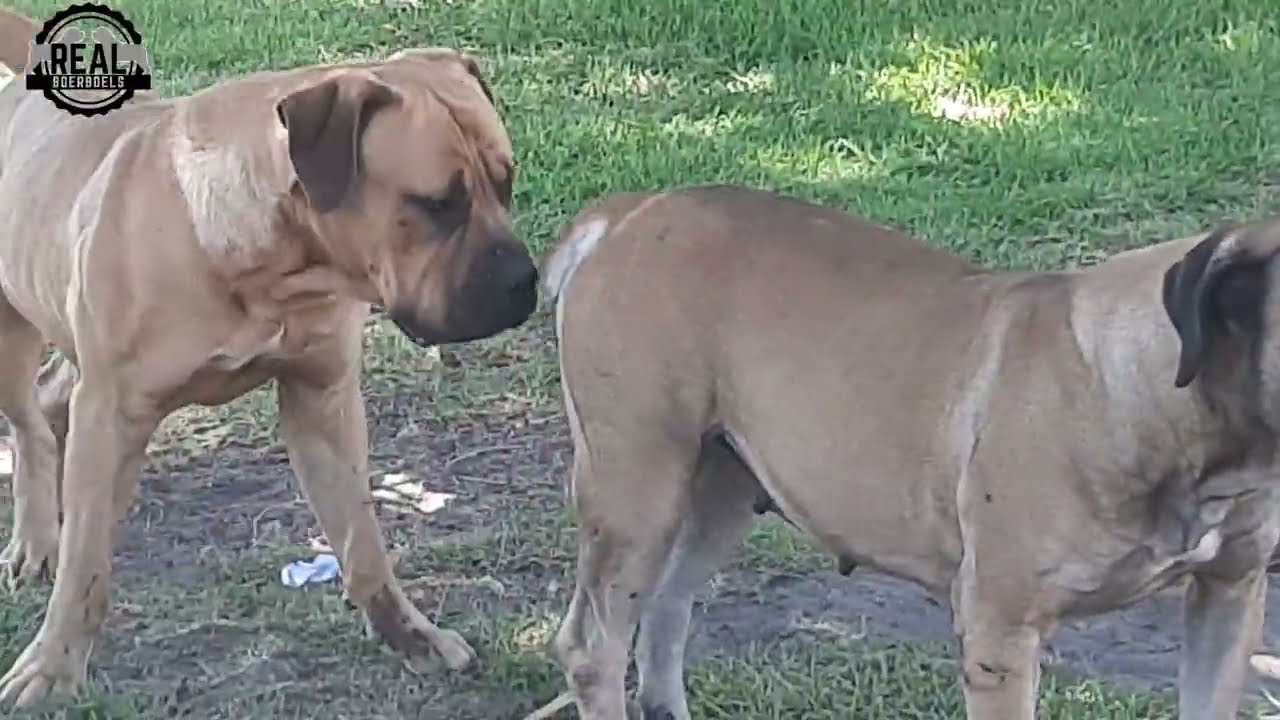 Real Boerboels -  Mating Attempt 2 | Still no Joy for the male