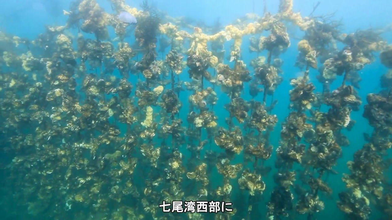 2016上方水中映像祭り　世界農業遺産 能登の里海「SATOUMI」