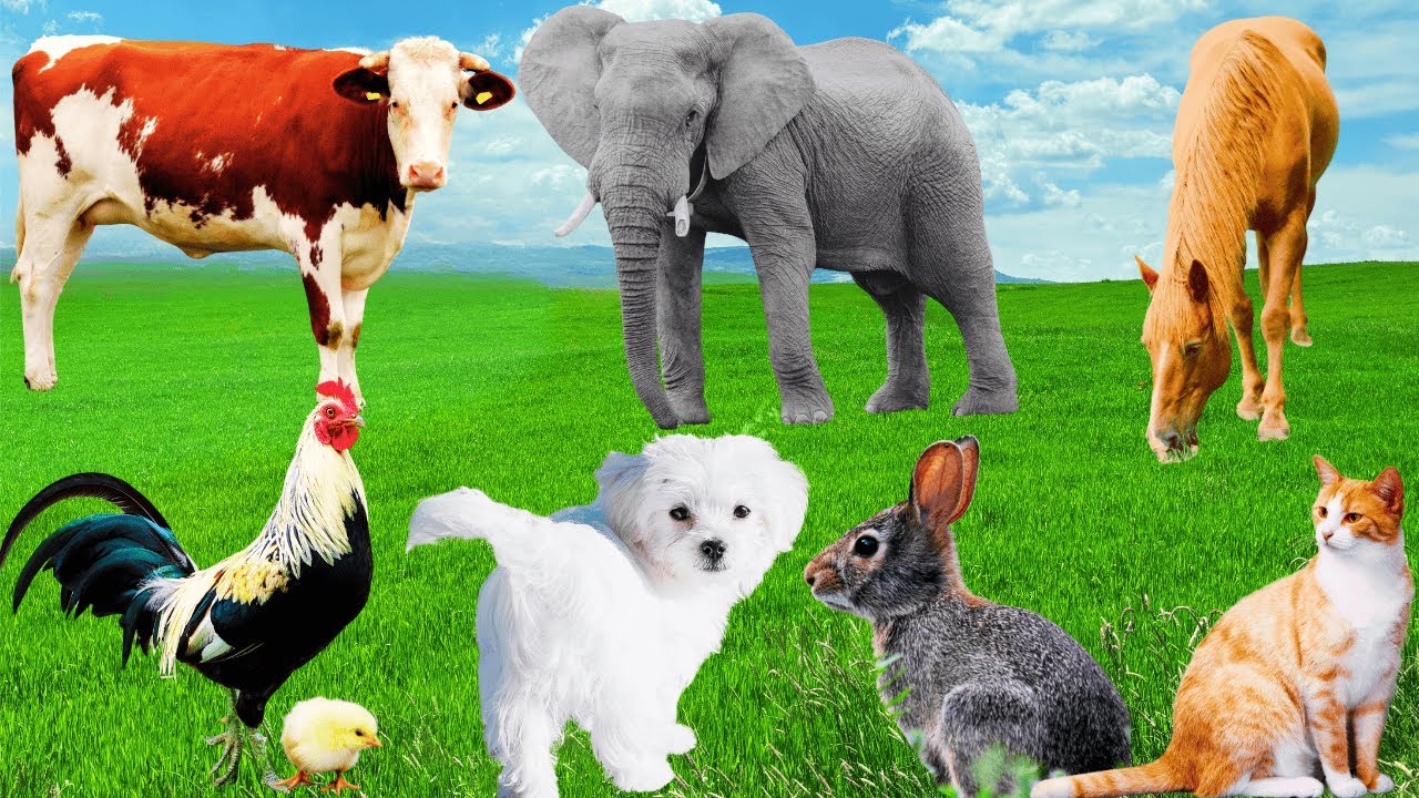 Sounds Of Wildlife Animals, Familiar Animals: Elephant, Horse, Goat, Puppy, Dog - REAL FARM ZOO