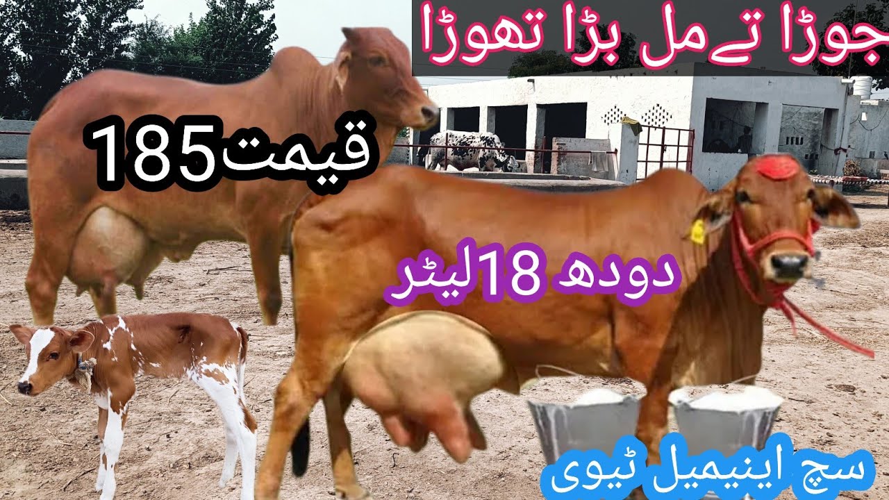 sahiwal gay | sahiwal cross cow | sahiwal jersey crossbreed| jersey cow | #cow | such animal tv |