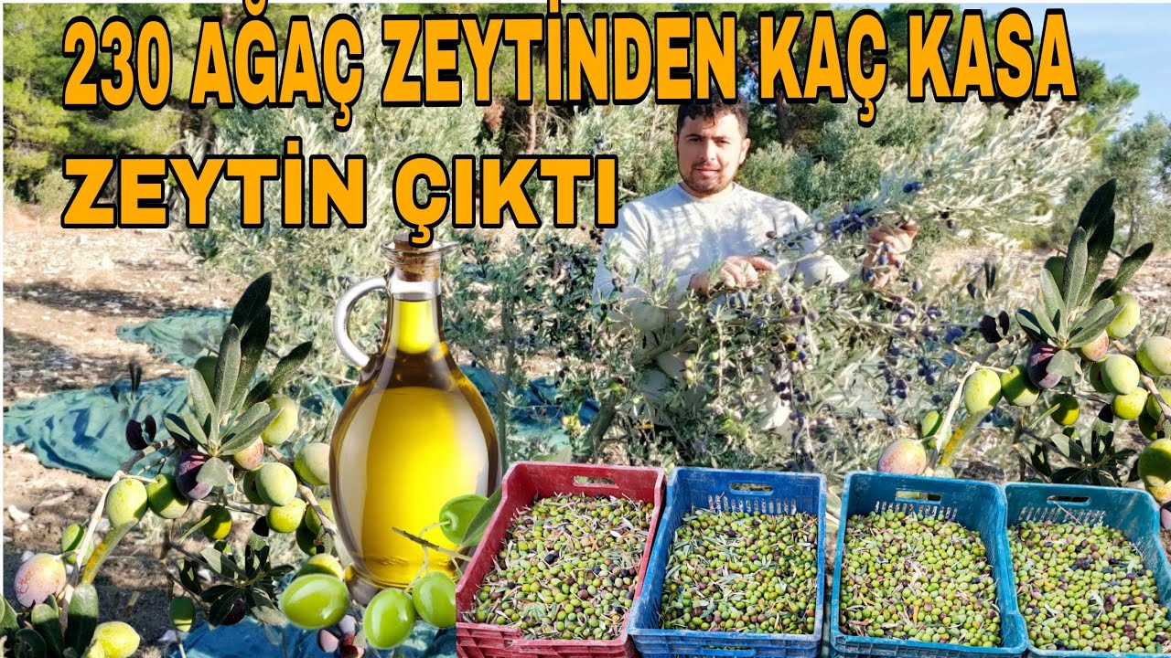 4 YAŞINDA 230 ADET GEMLİK CİNSİ ZEYTİNDEN KAÇ KG ZEYTİN ÇIKTI~ZEYTİN YAĞ SATIŞLARI DEVAM ETMEKTE