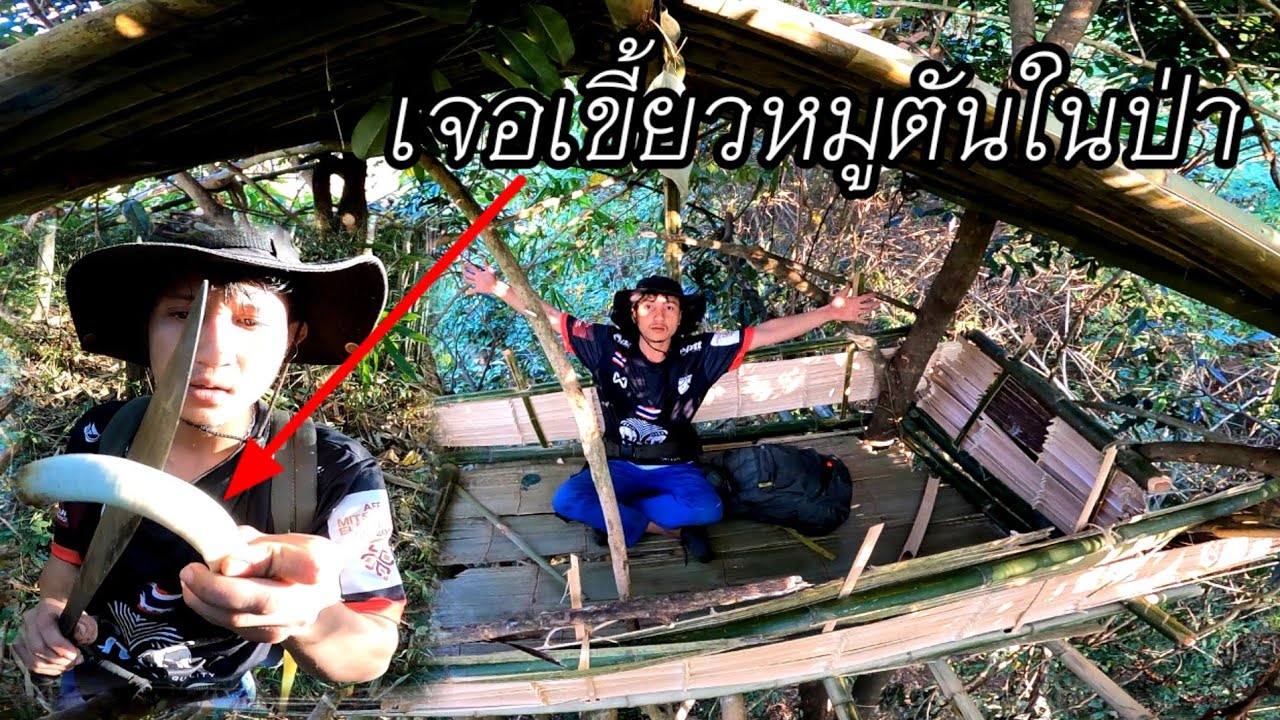 นอนห้างกลางป่าได้ยินเสียงหมูป่าไล่กัดกันเดินไปดูเจอ เขี้ยวหมูป่า
