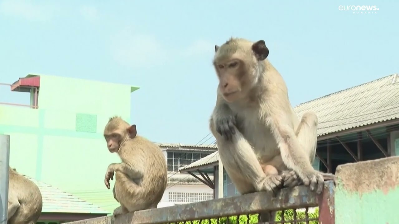 Un oraș din Thailanda, invadat de 2500 maimuțe. Animalele atacă locuitorii și fură m&acirc;ncarea din case