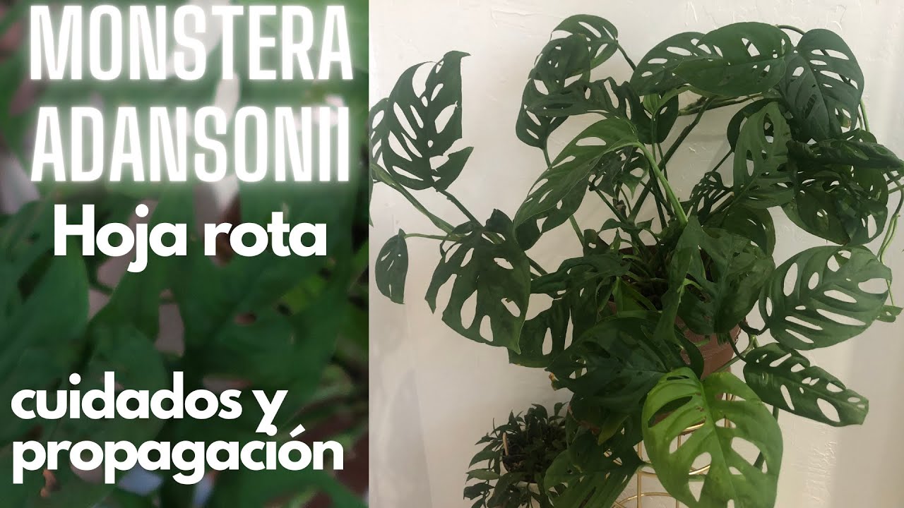 monstera adansonii 
(Hoja rota)