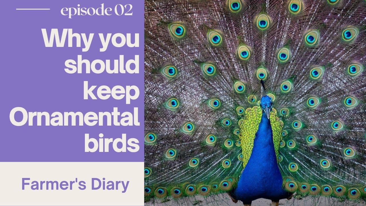 Visiting Goshen ornamental bird farm in Utawala Kenya || Beginners Guide || Farmer's Diary S1 Ep 2