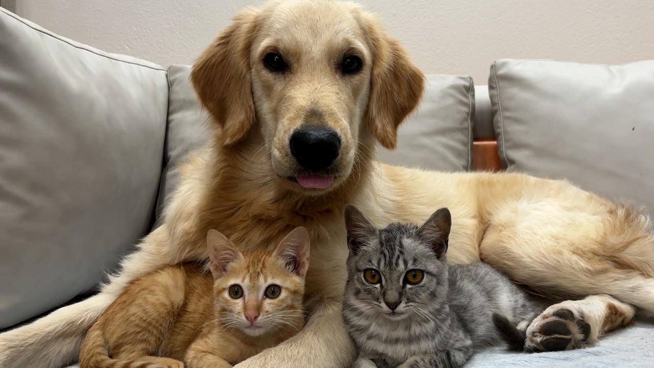 Two Kittens Battle for Sweet Sleep with a Gentle Golden Retriever — The Cutest Bedtime Fight Ever!