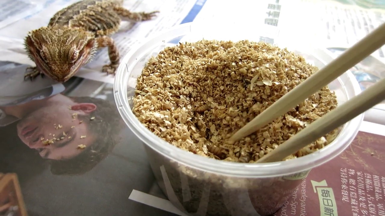 Bearded Dragon eats Black Soldier Fly Larvae (BSFL) for the first time