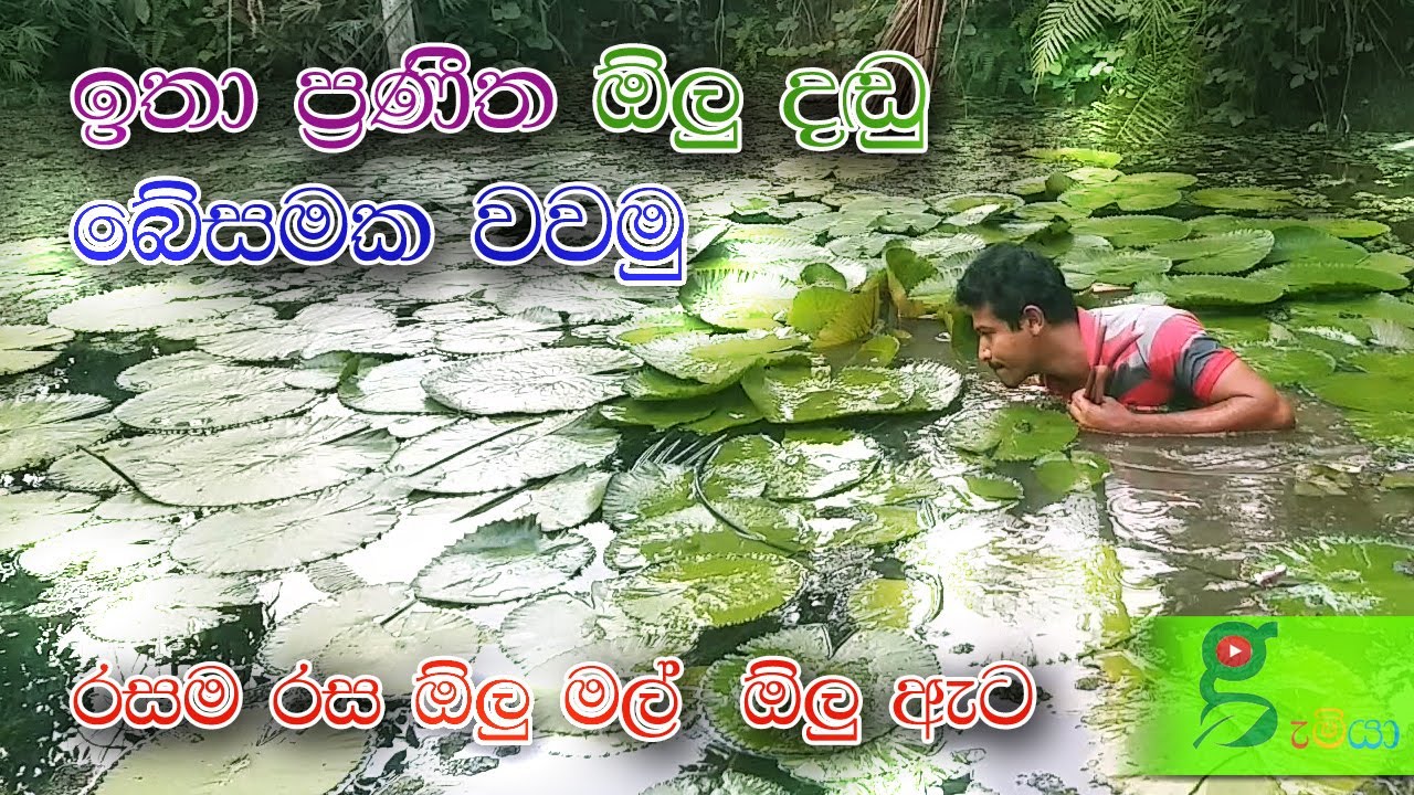 76 අපේ උදවුවට කබරගොයෙක් ඇවිල්ලා. නිවසට සිරියාව කැන්දන රස ගුණ පිරි ජලජ ශාක water lily sri lanka