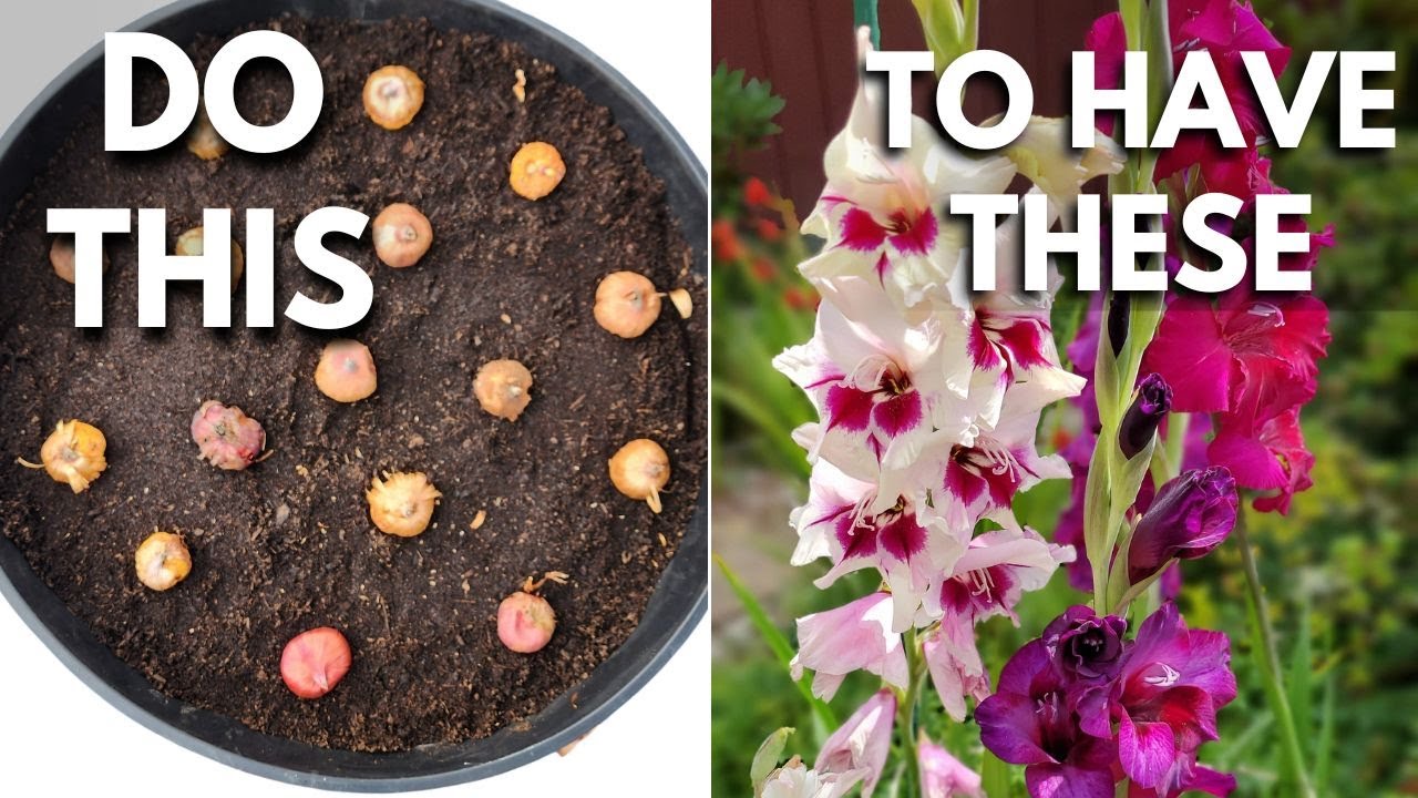 Plant Gladiolus Bulbs in Containers the Right Way ✨🌿