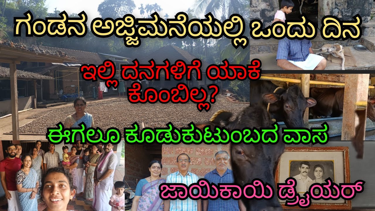 ಗಂಡನ ಅಜ್ಜಿಮನೆಯಲ್ಲಿ 1ದಿನ |ಇಲ್ಲಿ ದನಗಳಿಗೆ ಯಾಕೆ ಕೊಂಬಿಲ್ಲ? ಇಲ್ಲಿ ಈಗಲೂ ಕೂಡುಕುಟುಂಬದ ವಾಸ! ಜಾಯಿಕಾಯಿ ಡ್ರೈಯರ್ 