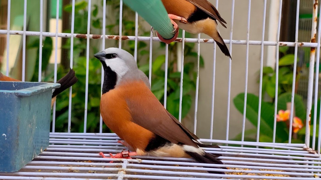4-5 months old parson finch  | parson finch | beautiful finches | jumbo size finches| variety finch