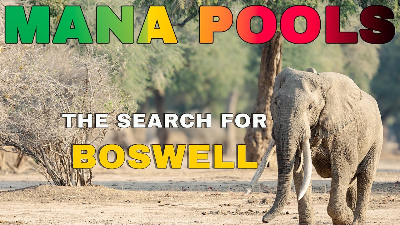 Searching for Boswell – Legendary Elephant of Mana Pools Safari