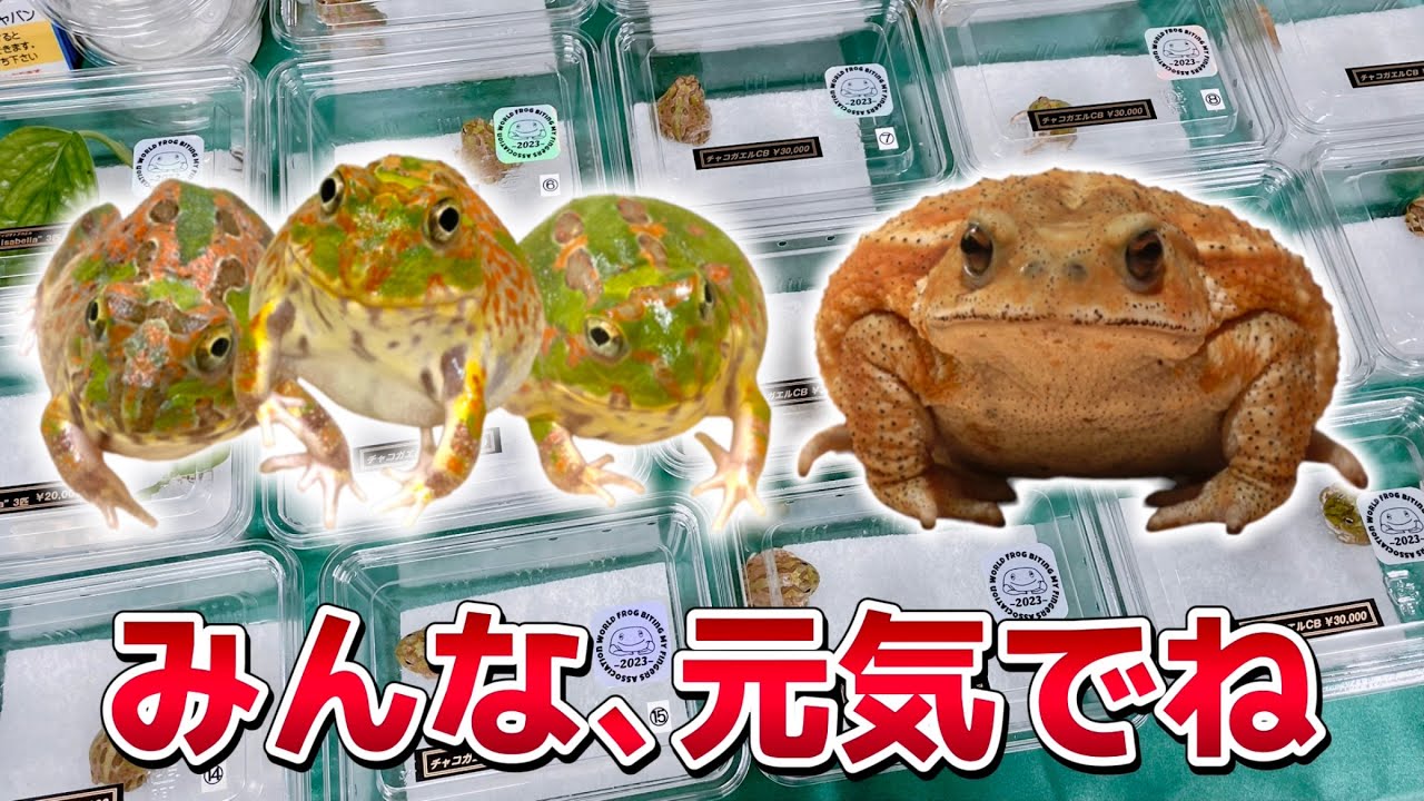 僕が育てたカエル達が旅立って行きました