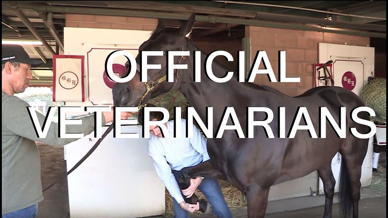 Rules of the Game | Official Veternarians