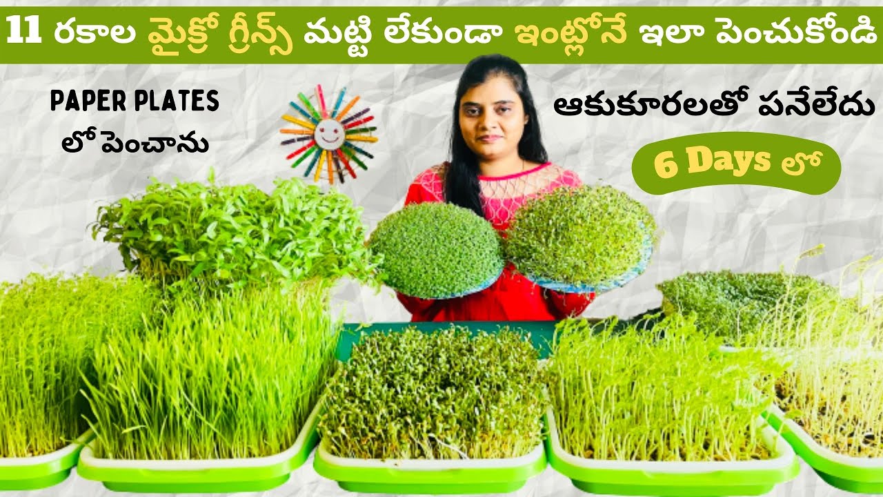 Microgreens || ఆర్గానిక్ పద్దతిలో మైక్రో గ్రీన్స్ || Grow microgreens without soil || USATeluguVlogs