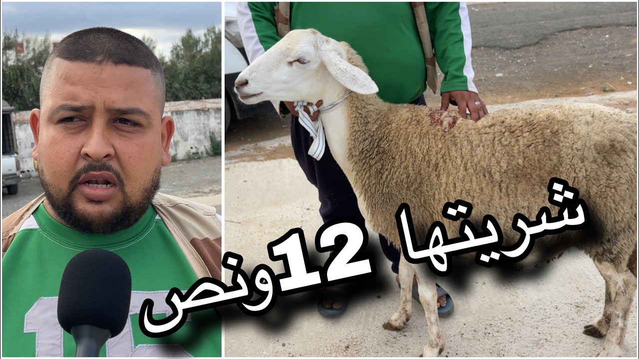 نعجة طالب فيها مولاها 17مليون من سوق الغنم شاهد التفاصيل و أسعار النعجة 