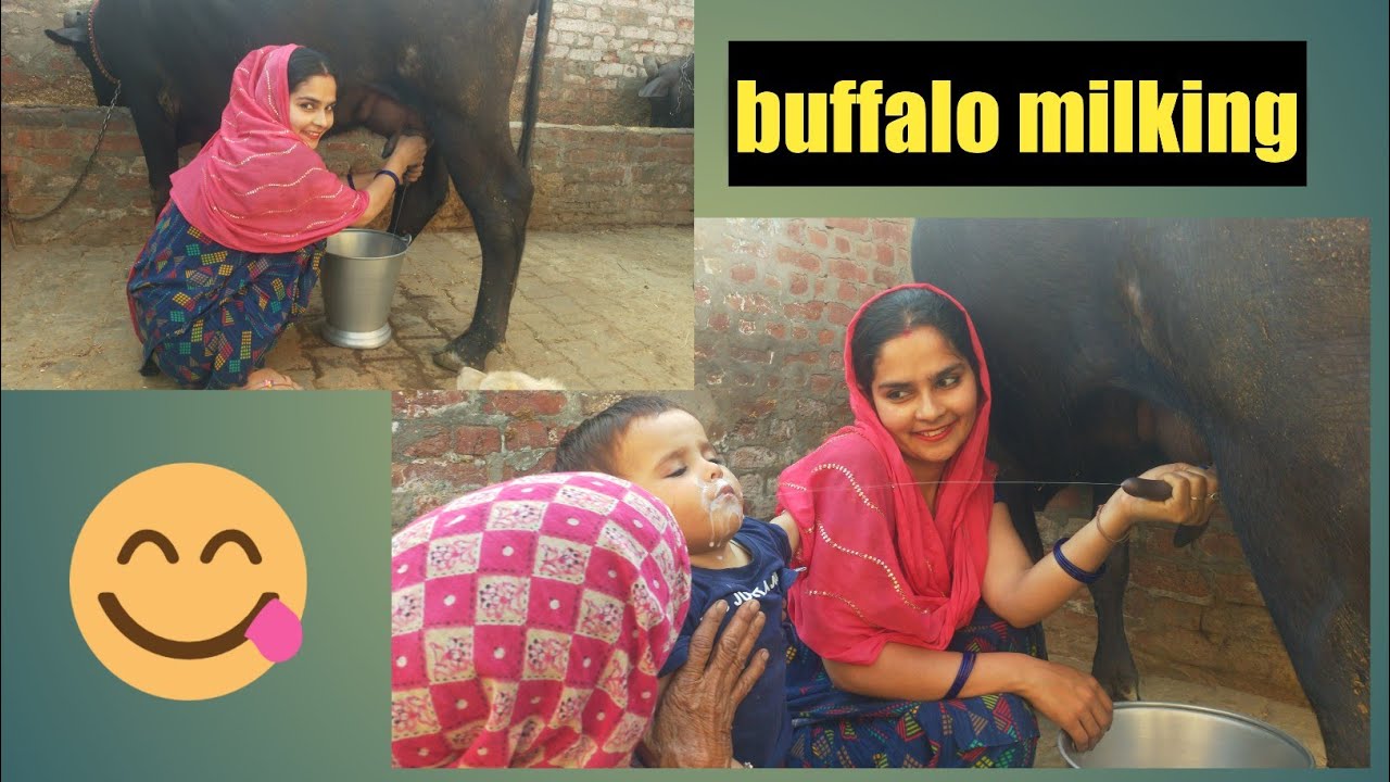 Vardaan Ne Piya dudh Buffalo milking by hand... #buffalomilking  #villagelifestyle #desivlog