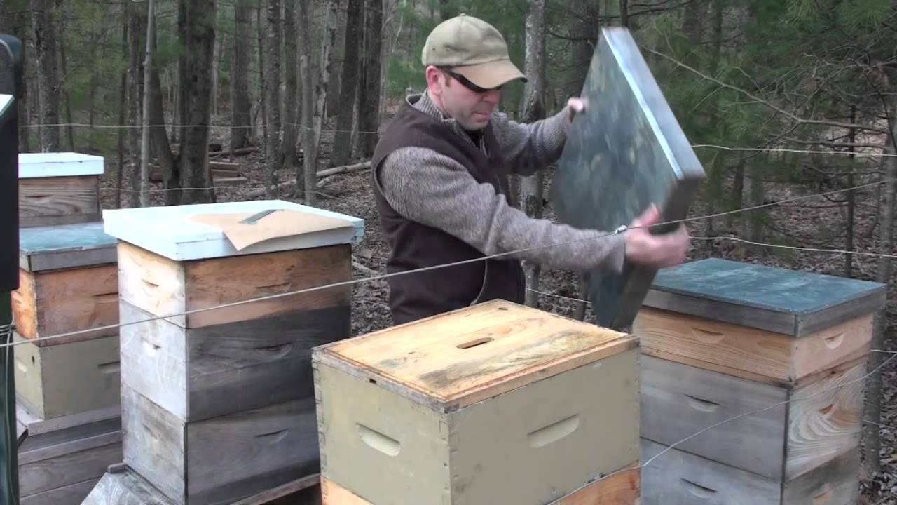 Winter Feeding Honeybees