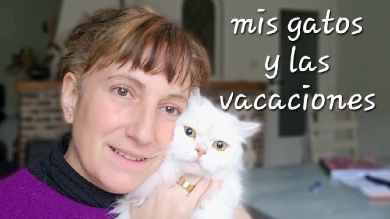 El gato en acogida de momento se queda 🐱 El dilema de cuando tienes mascotas y quieres viajar 