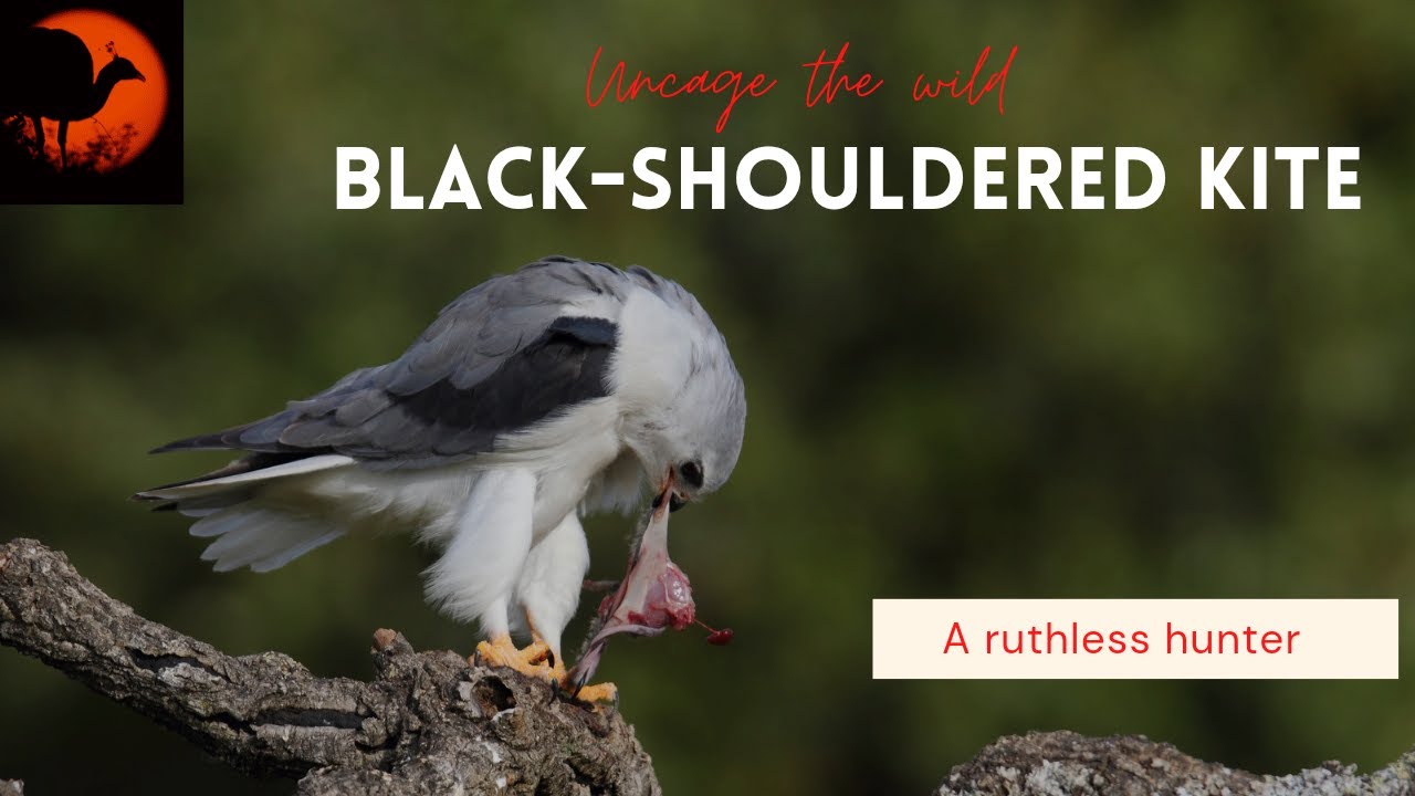 Black-shouldered kite(Elanus caeruleus) || The bird of prey ||fearless raptor| Kite killing lizard