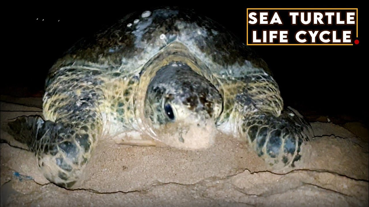 Life Cycle of a Sea Turtle🐢 