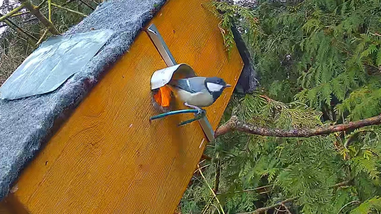 Kohlmeisen Pärchen am und im NK 1 😍 (23.02.2026) 