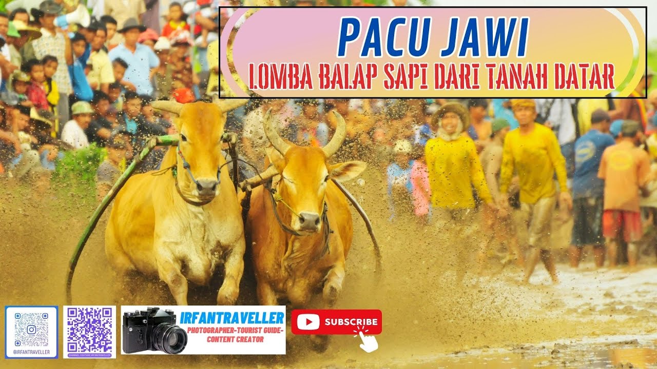 PACU JAWI LOMBA BALAP SAPI DARI TANAH DATAR, SUMBAR