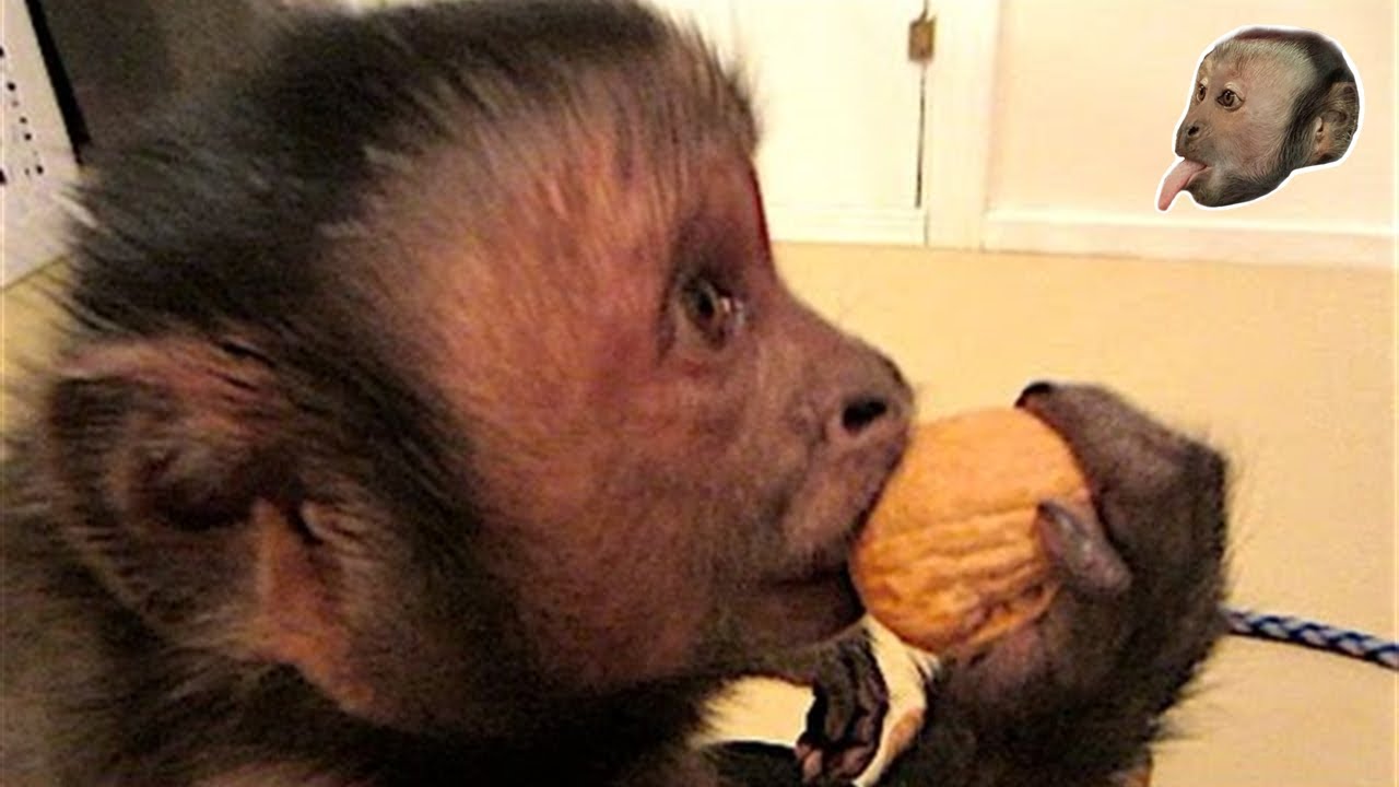 Capuchin Monkey and a Walnut! SO SMART!