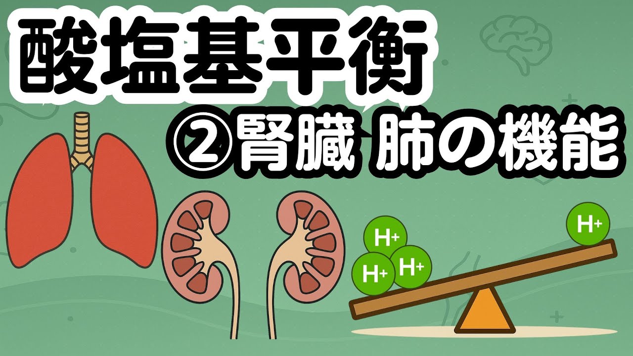 【国試対策「酸塩基平衡｜肺と腎臓がバランスを保つ仕組みをわかりやすく解説！」　　　　　　　　　　　　　　　　　　　　　　　　　　　　　#国家試験 #リハ #リハ学生 #ot学生 #pt学生 #看護学生