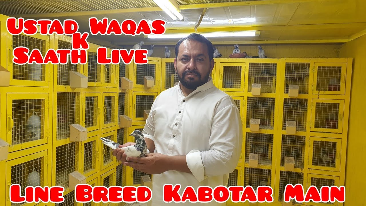 Ustad Waqas K Saath LIVE|Line BREED Kabotaron MAIN|Info|Tips|Line Breeding