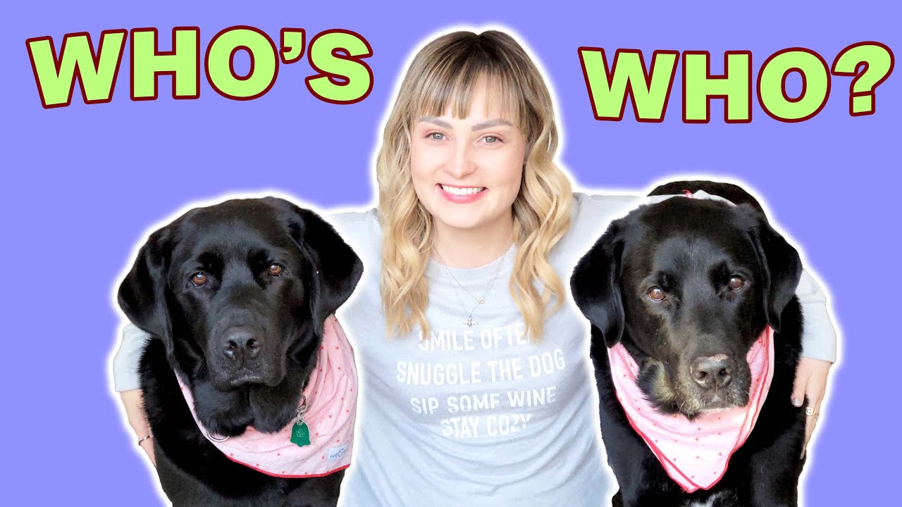 Living With vs. Without My Retired Guide Dog! (Pros & Cons)