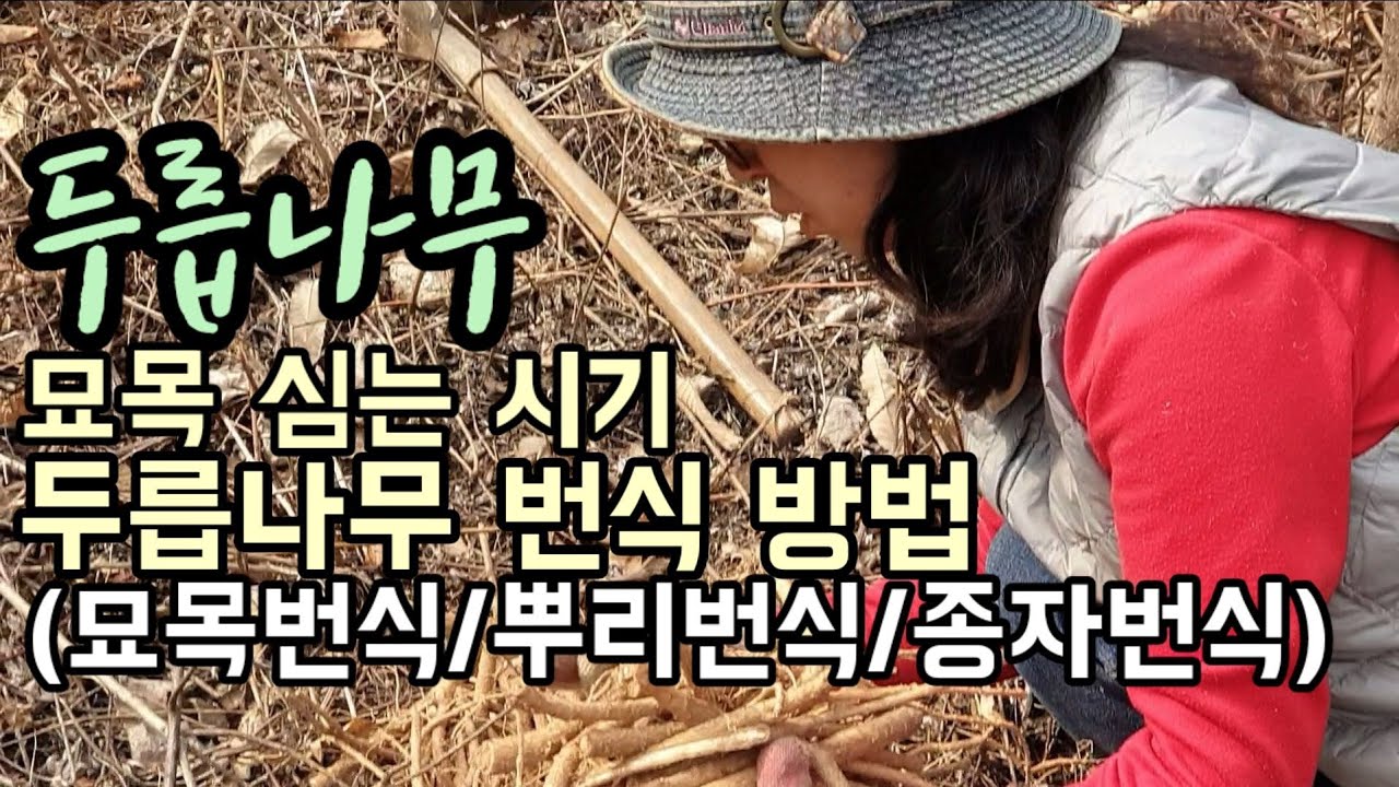두릅나무 묘목 심는 시기, 두릅나무 번식 방법