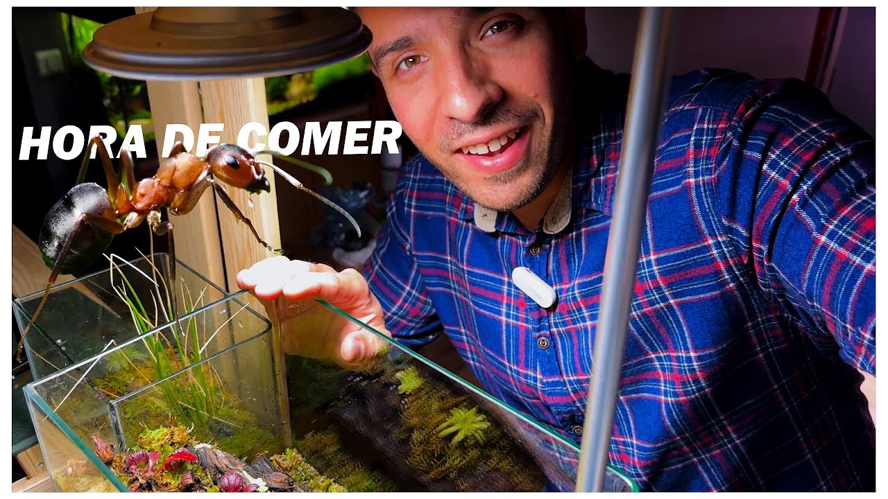 ¡HORMIGAS PARA MIS PLANTAS CARNIVORAS!