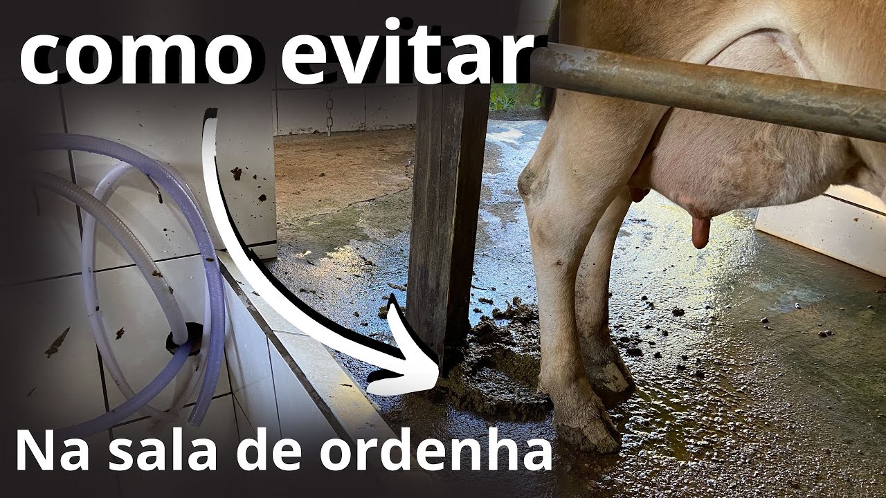 Como evitar que a vaca fa&ccedil;a coco e xixi durante a ordenha.
