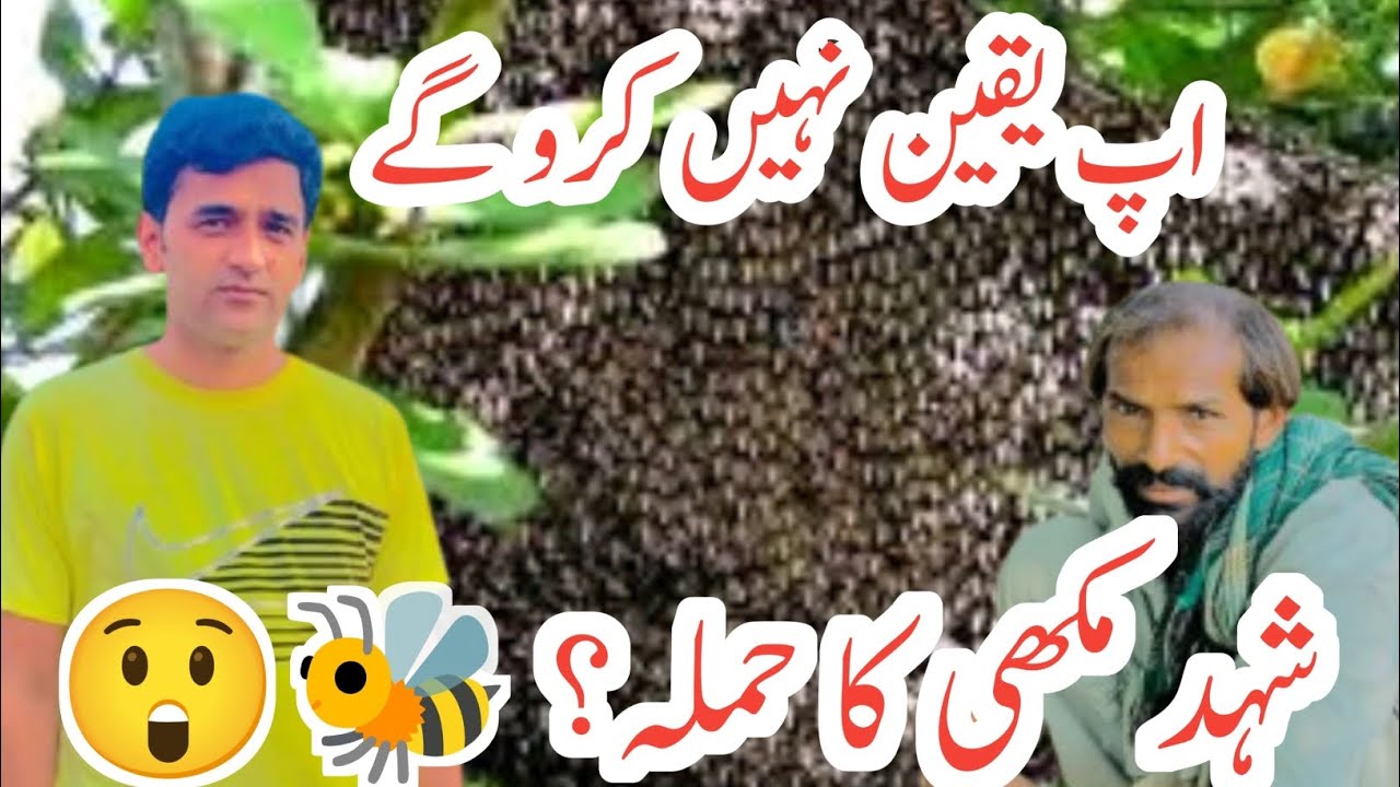 Shahid Ki Makhiyan🐝 | Attack Of honey bee | New vlog ✓ 