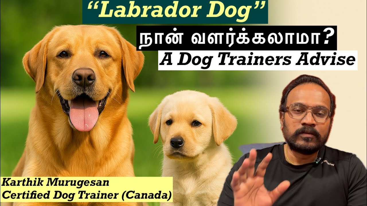 Labrador நாய்கள் பற்றி தெரிய வேண்டிய Top 15 உண்மை தகவல்கள்! | Dog Facts in Tamil | காளியும் நானும்