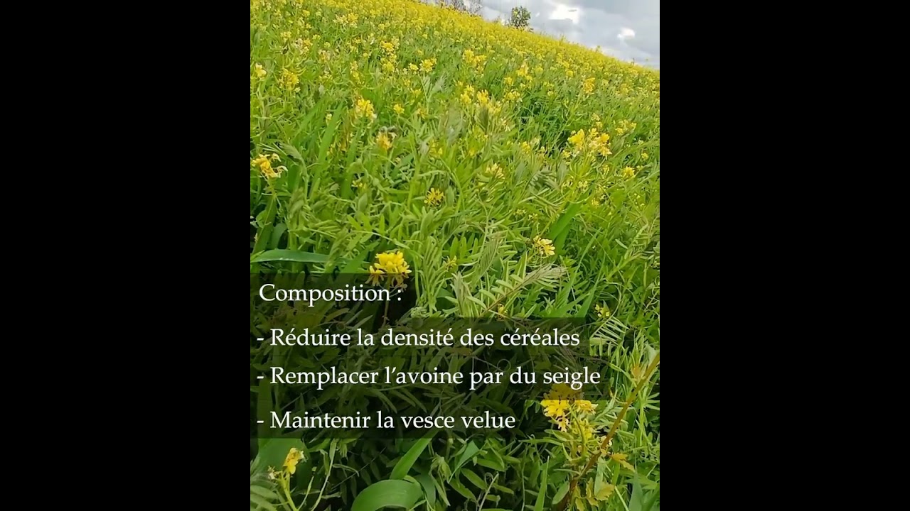 Méteils Fourragers - Episode 6