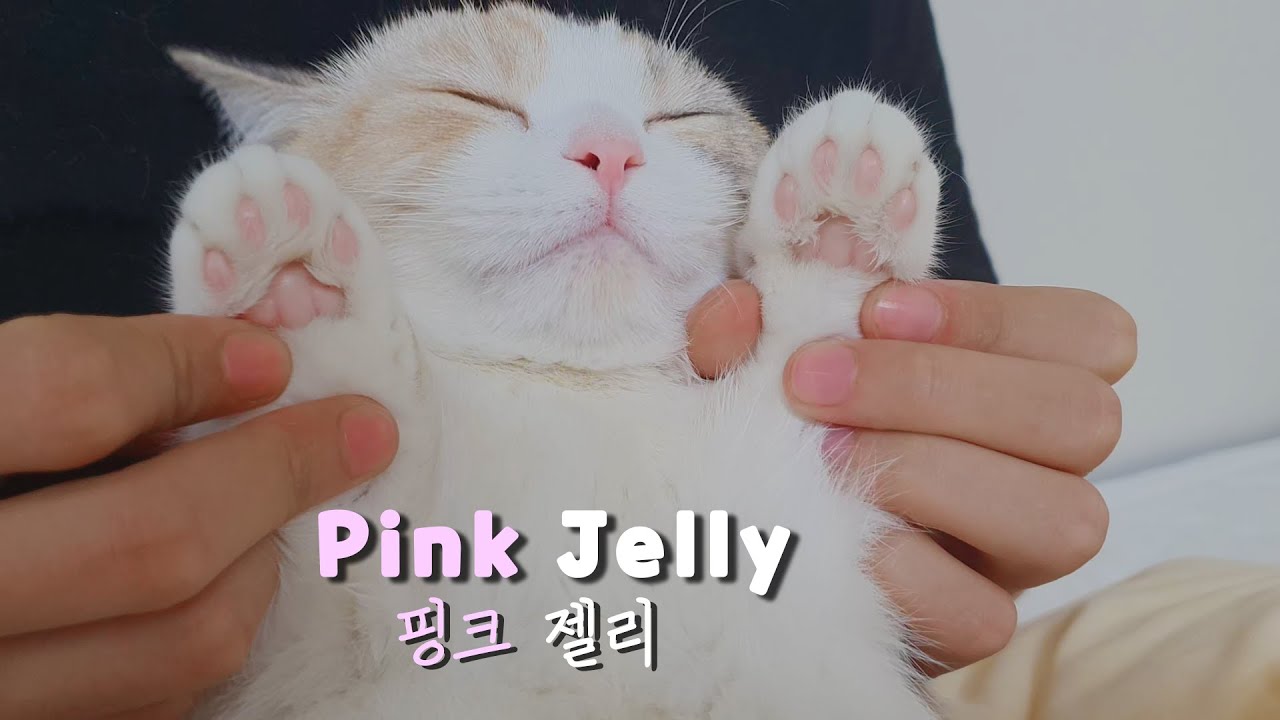 Let's take Care of the PINK JELLY of my Kittens #Moist