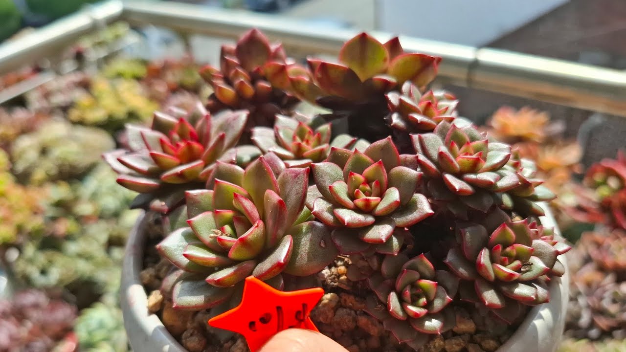 03.09 난간 #다육은 어떤 모습일까? #succulent #다육식물 