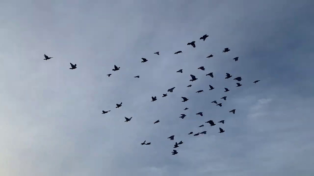 طيور حمر مخاليف فصل جديد ٢٠٢١/١/٢٧