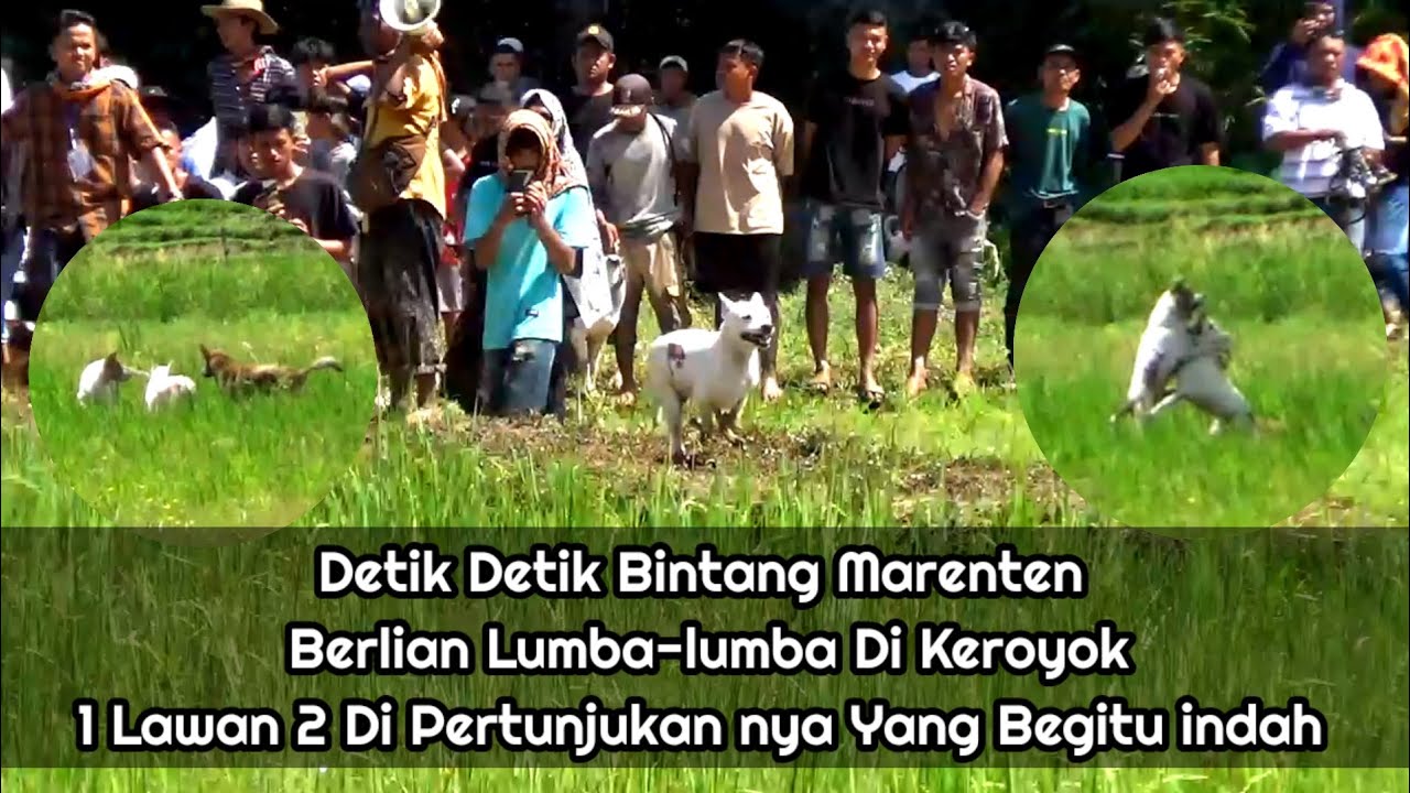 berlian lumba lumba di keroyok 1 Vs 2 di Buru Alek Bungus Padang