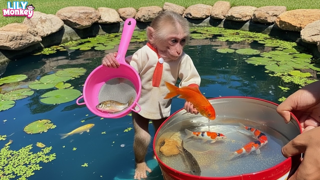Smart Lily excitedly helps dad clean the fish pond in the garden | Lily's story