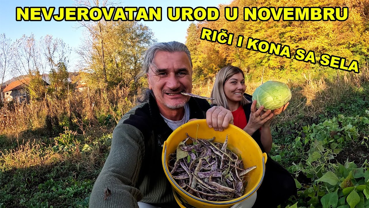 Beremo mahune i kupus u novembru