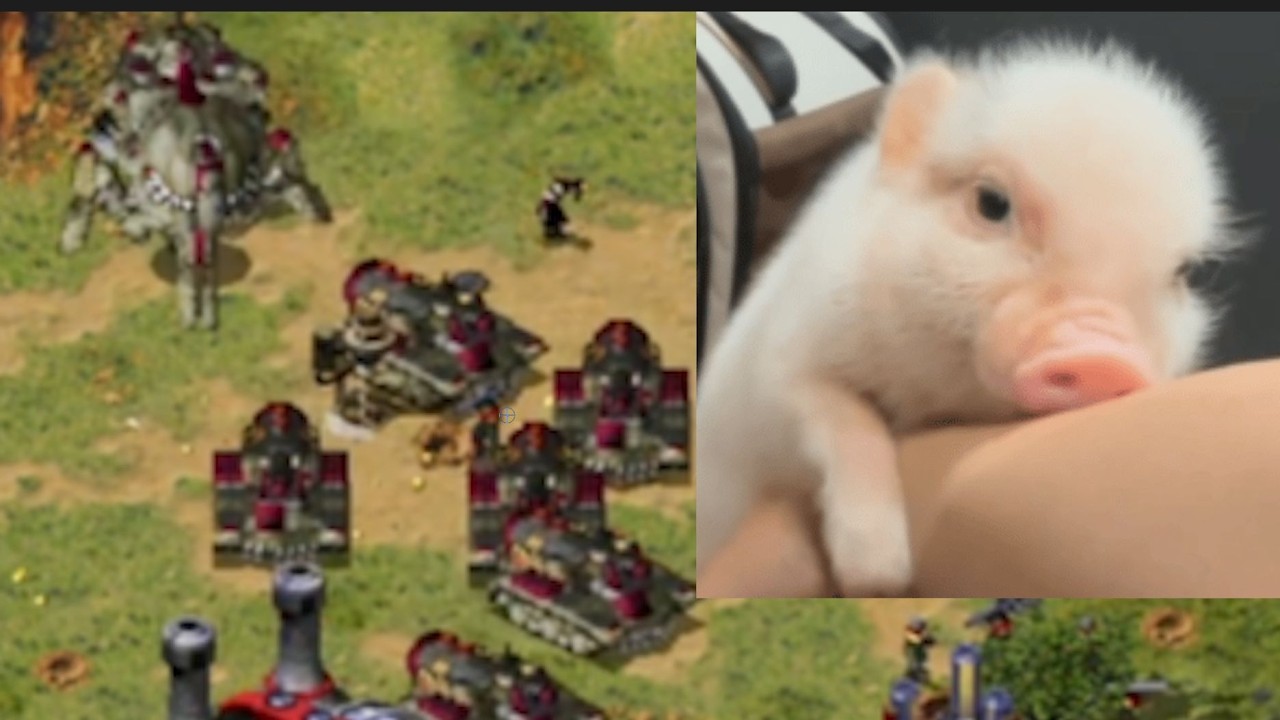 【2V2赞助赛】小猪好可爱，我爱屋及乌了，要自刎归天