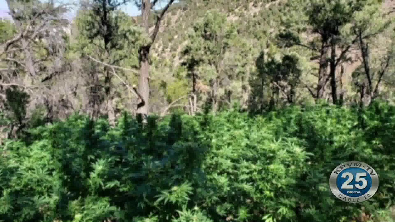 10/14/2019 Irwin Canyon Illegal Outdoor Marijuana Grow