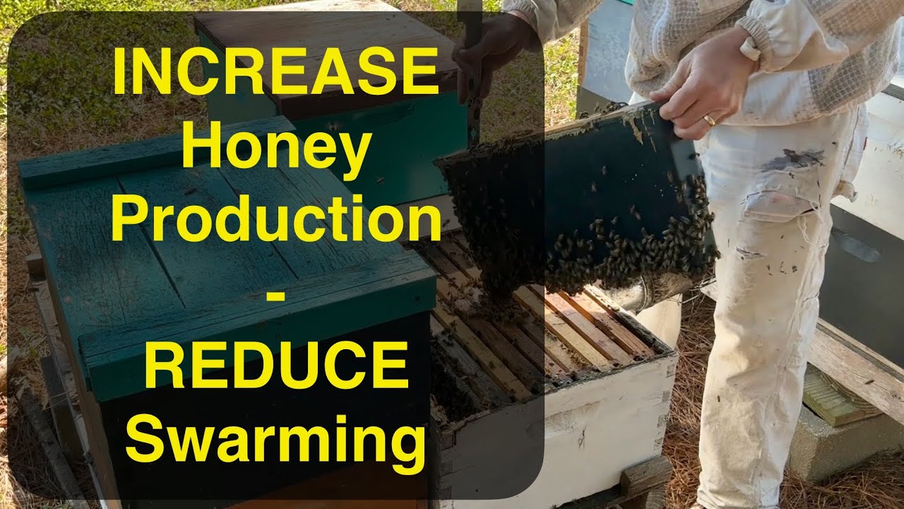 Late Winter Honeybee Equalization - Harnett County, NC