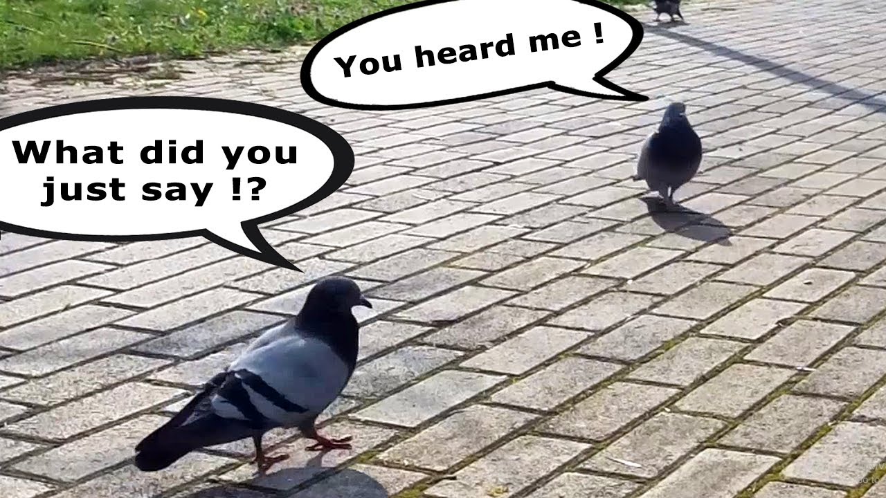 Fierce pigeon FIGHT  (with speech bubbles)