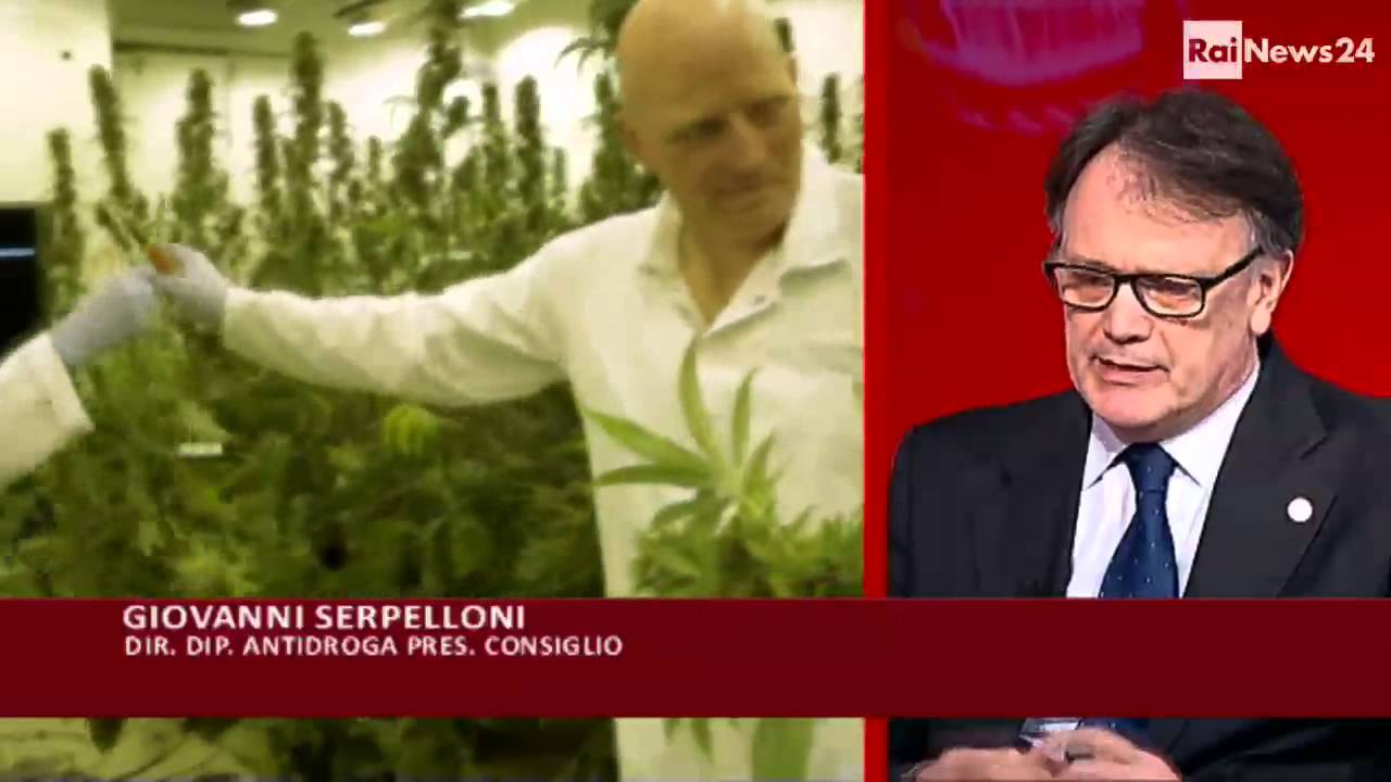 IPPOCRATE: fumare cannabis è come bere superalcolici?