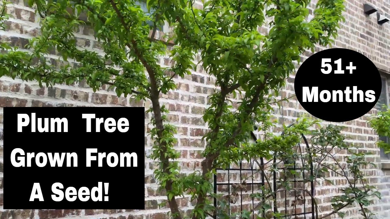 Growing a Plum Tree from Seed - 51 Month Update