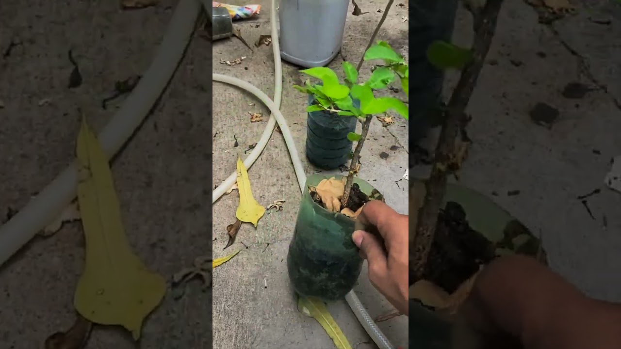 AMORA COM FRUTOS